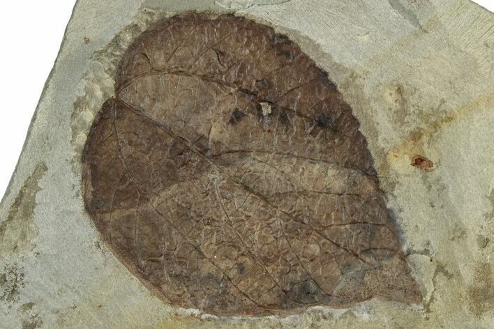 Fossil Mulberry Leaf (Morus) - Montana #305967